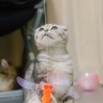 猫が夢中になる最高のおもちゃ7選！愛猫の興味を引き出そう
