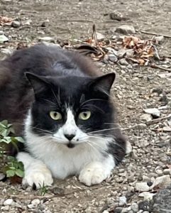 脱走した猫を捕まえる方法 - 元野良猫でも大丈夫！確実に捕獲するコツを伝授