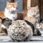 猫の群れの画像