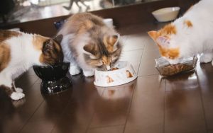 餌を食べる猫の画像