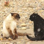 仲良しだった猫が急に喧嘩を始めた！原因と仲直りさせる方法を解説
