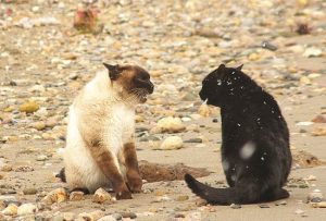 仲良しだった猫が急に喧嘩を始めた！原因と仲直りさせる方法を解説