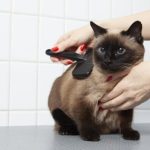 猫の毛の管理方法 - 水嫌いな猫でもできる効果的なブラッシングとは