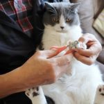 猫の爪切りを嫌がる時の対処法！飼い主さんが実践している工夫とは？