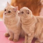 先住猫と新入り子猫の仲良くなる可能性は？上手な引き合わせ方のコツ