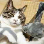 猫がネズミを持ってきた時の対処法 - 口を拭くべき？健康面の注意点は？