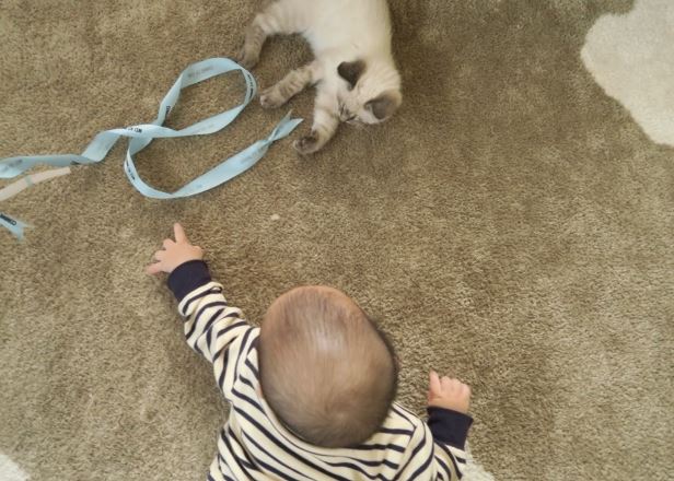 赤ちゃんと猫の画像