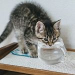 水を飲む猫の画像