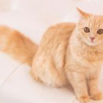 飼い主を見つめる猫の画像