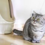 ストレスを抱える猫の画像