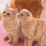 雌猫の発情期対策！一時的に発情を抑える方法はあるの？