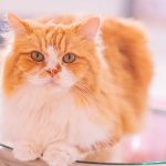 イーペット保険の慢性疾患の保証について徹底解説！加入後の契約更新や上限額はどうなる？