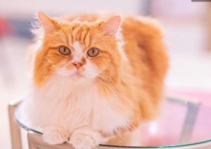 イーペット保険の慢性疾患の保証について徹底解説！加入後の契約更新や上限額はどうなる？