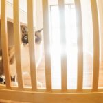 猫のペット保険が必要な3つの理由とオススメの会社紹介