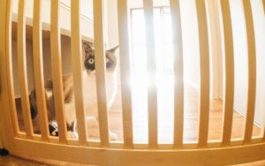 猫のペット保険が必要な3つの理由とオススメの会社紹介