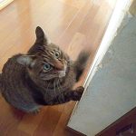 壁をひっかく猫の画像