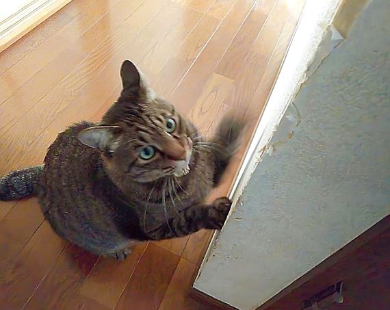 壁をひっかく猫の画像