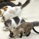 餌を食べる猫の画像