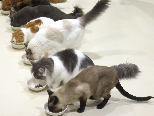 餌を食べる猫の画像