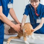 動物病院で診断を受ける猫の画像
