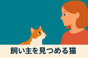飼い主を見つめる猫の画像