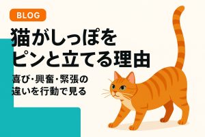 しっぽを立てる猫の画像