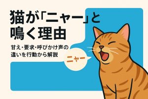 ニャーと鳴く猫の画像